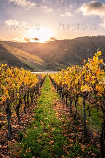 Autumn vineyards on the Moselle river