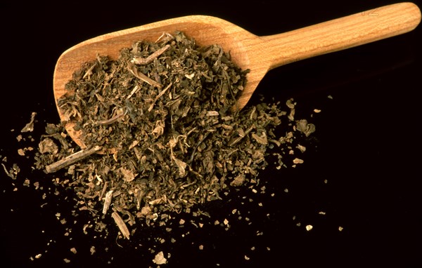 Indian patchouli