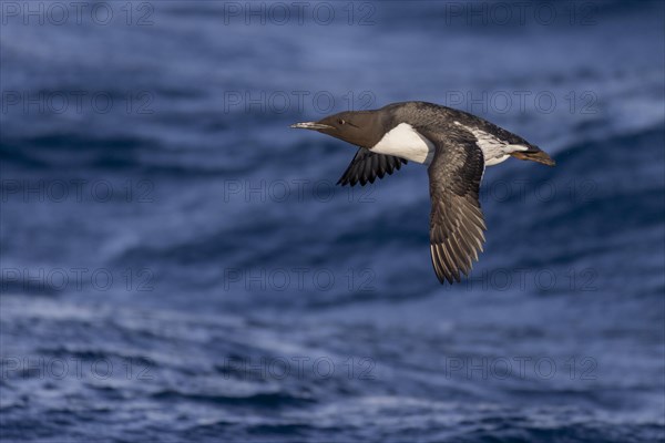 Common Guillemot