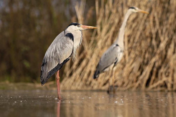 Grey heron