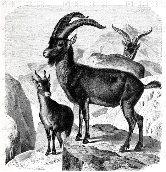 Spanish ibex