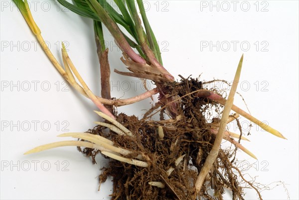Medicinal plant couch grass