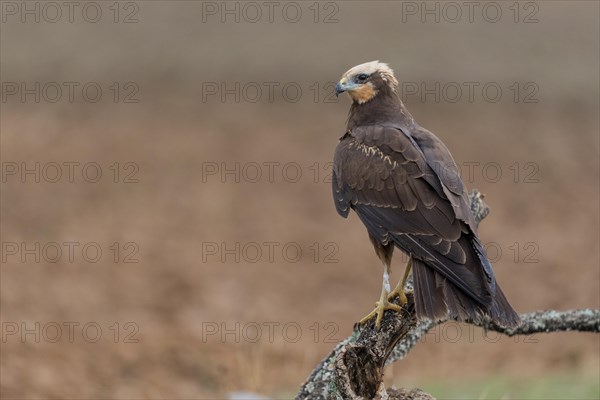 Western marsh-harrier