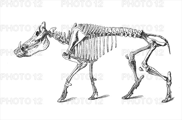 Skeleton of the wild boar