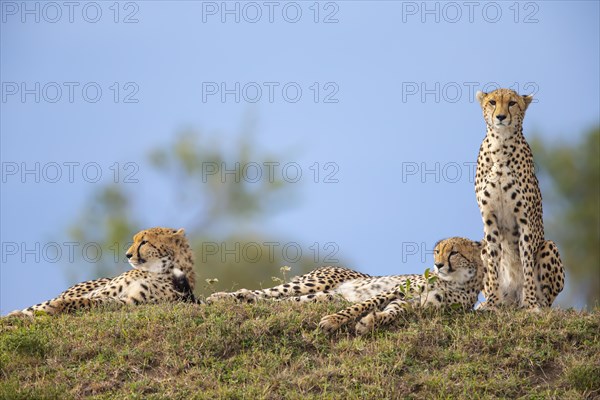 Cheetah