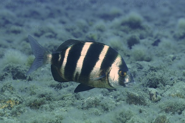 Banded seabream
