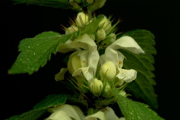 Medicinal plant White dead-nettle album