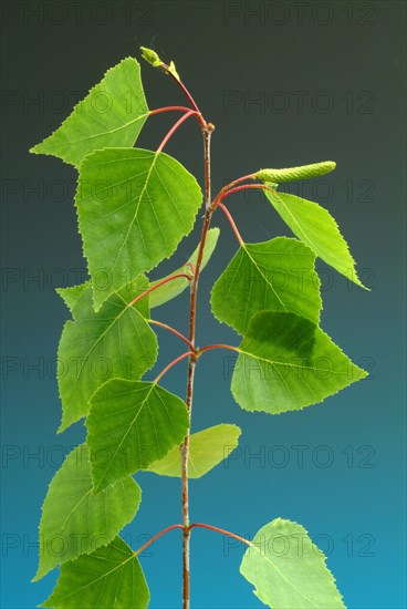 Medicinal plant Birch