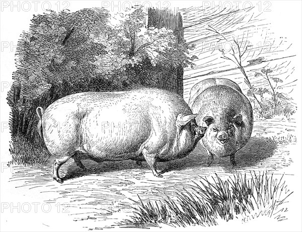 Dwarf pig