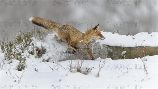 Red fox