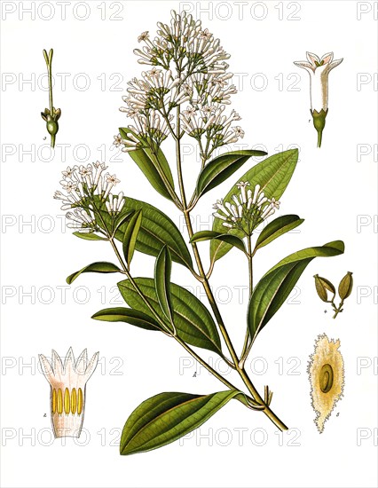 Medicinal plant