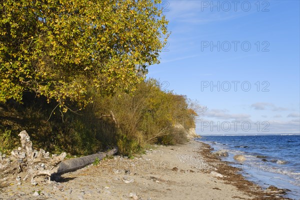 Brodtener Steilufer on the Baltic Sea