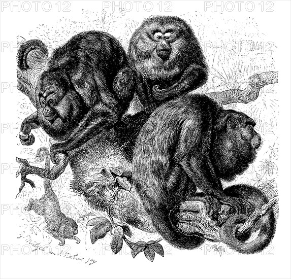Howler monkeys