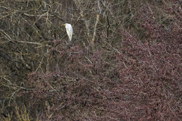 Great egret