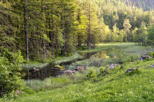 The moor near Feldsee in the evening light