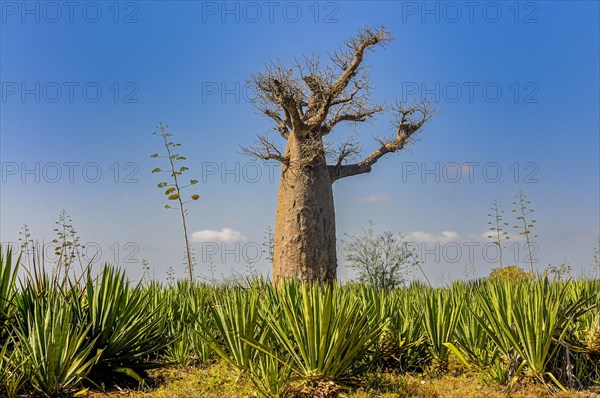 Hube baobab tree in the Berenty private reserve
