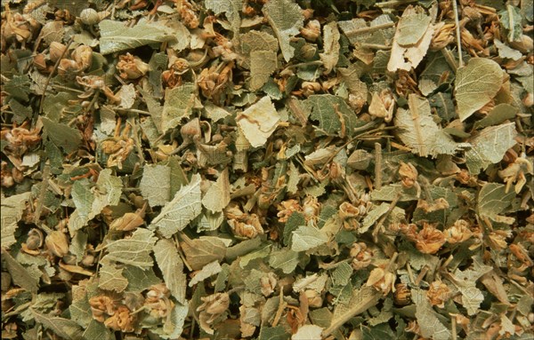 Dried lime blossoms