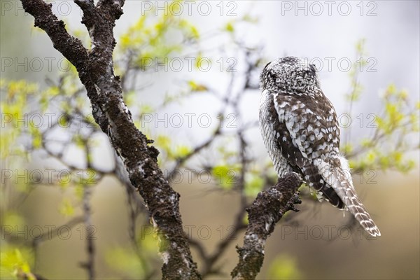Northern hawk owl