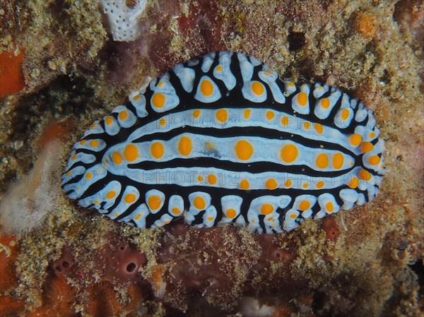 Veiny varicose wart slug