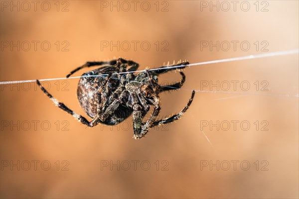 Gorse Orb-weaver