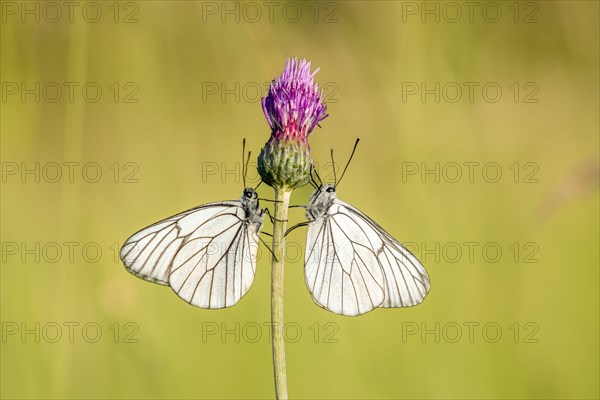 Two black-coloured black-veined white