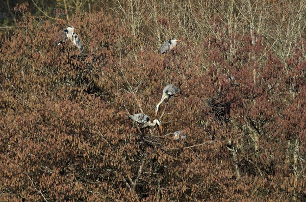 Grey heron