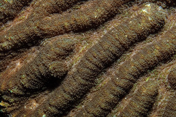 Extreme close-up of polyps of brain coral