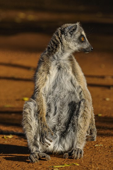 Ring-tailed Lemur