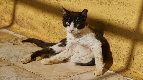 Black and white cat