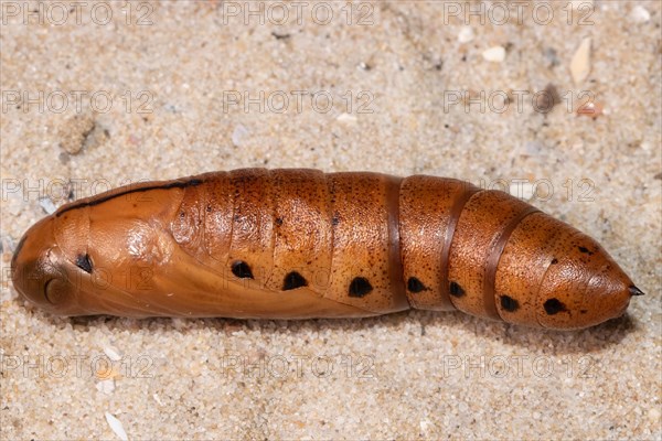 Oleander hawk moth pupa lying on sandy soil