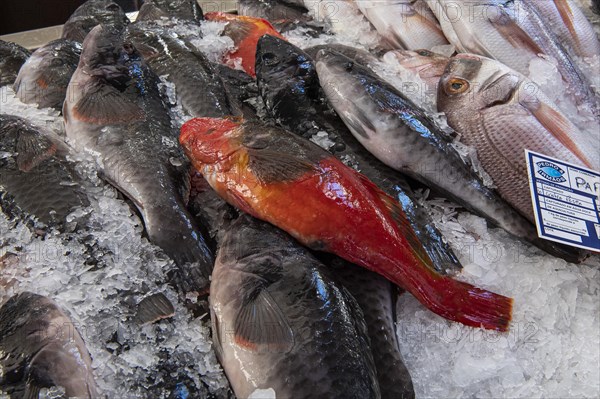 Freshly caught parrot fish in the fish hall