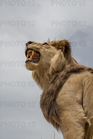 Head of stuffed lion with mouth open in view