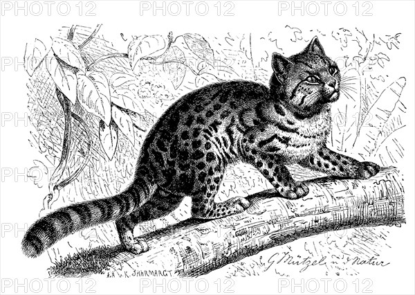 Northern tiger cat