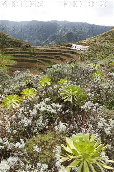 Terrace fields in the Anaga Mountains