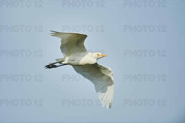 Cattle egret