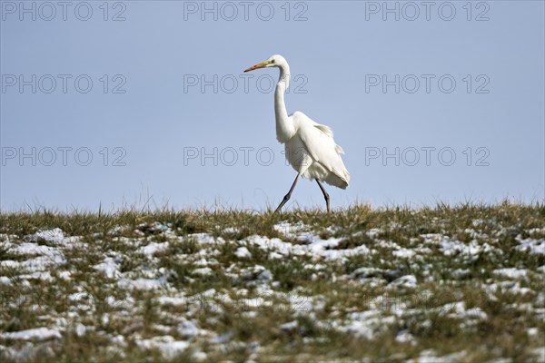 Great egret