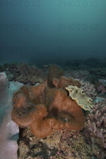 Mushroom leather coral