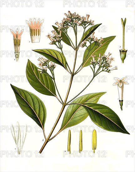 Medicinal plant