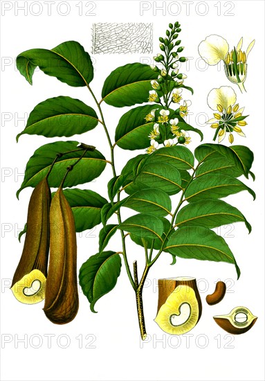 Medicinal plant