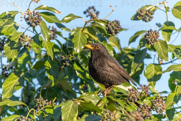 Common Blackbird