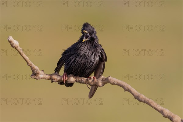 Spotless starling
