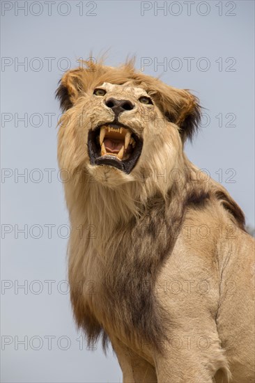 Head of stuffed lion with mouth open in view