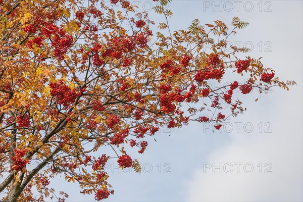 European rowan