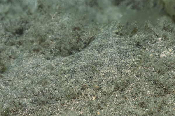 Well camouflaged flounder