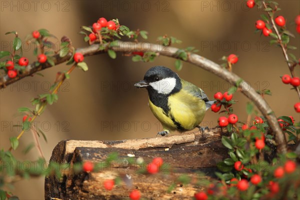 Great tit