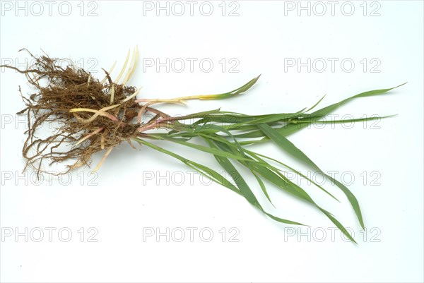 Medicinal plant couch grass