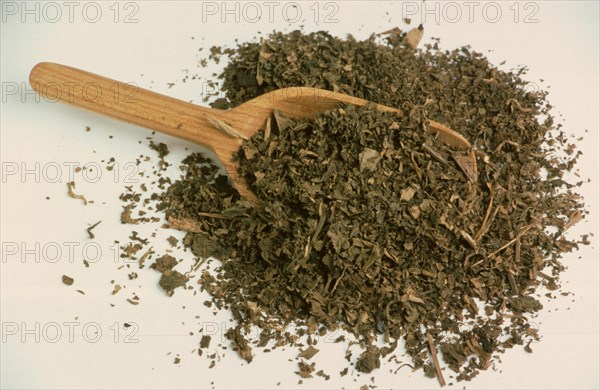 Indian patchouli