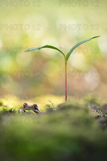 Common toad