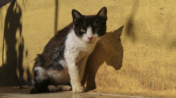 Black and white cat