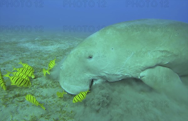 Ckose-up of Sea Cow